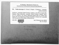 Vizella interrupta image